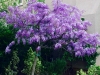 Wisteria